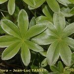 Alchemilla amphisericea Blad