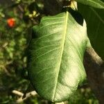 Garcinia livingstonei Лист
