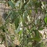 Araujia sericifera عادت داشتن