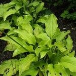 Hosta plantaginea Blatt