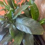 Spathiphyllum blandum List