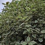 Pittosporum tenuifolium موطن