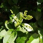Ligustrum ovalifolium Flower