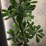 Euphorbia neriifolia Hoja