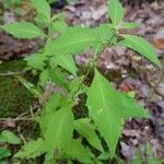 Lycopus virginicus Leaf