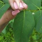 Apocynum androsaemifolium Leaf