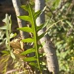 Sonchus canariensis Blatt