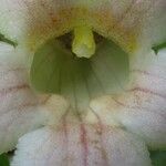 Drymonia serrulata Flower