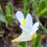 Pinguicula alpina Flor