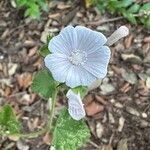 Malva hispanica Flor