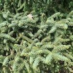 Abies pinsapoLeaf