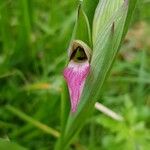 Serapias lingua Flor