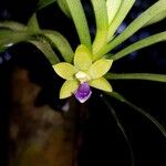 Dichaea trulla Цвят