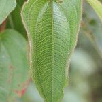 Rhynchanthera grandiflora Leaf