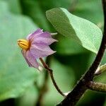 Solanum melongena Blomst