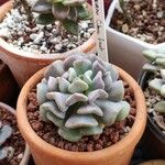 Echeveria cubic frostপাতা