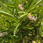 Alpinia zerumbet Habit