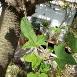 Uncarina decaryi Leaf