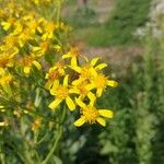 Senecio doria Blomma