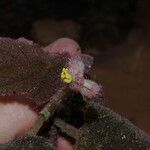 Begonia lacunosa Flower