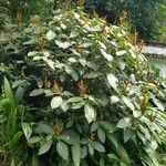 Sanchezia nobilis Hábito