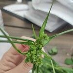 Cyperus eragrostisЛисток