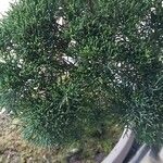 Juniperus chinensis Blad