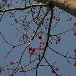 Erythrina droogmansiana Flor