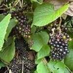 Vitis tiliifolia Fruit