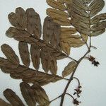 Macrolobium multijugum Other