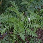 Sonchus gandogeri Leaf