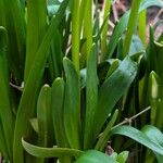 Leucojum vernum Yaprak