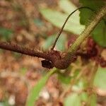 Cyphostemma adenopodum Other