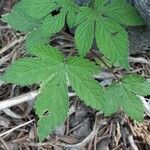 Hydrastis canadensis Leaf