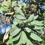 Banksia integrifolia Leaf