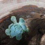 Echeveria secundaBloem