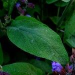 Salvia officinalis List