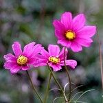 Cosmos bipinnatus Fula
