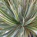 Dracaena reflexa List