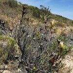 Protea repens Habitat