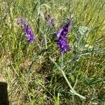 Vicia villosaBlodyn