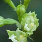 Epipactis albensis Плод