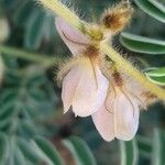 Tephrosia polyphylla Blüte