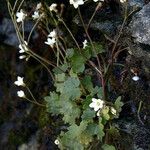 Saxifraga rivularis Habit