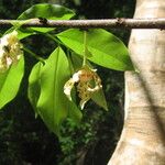 Monodora carolinae Flower