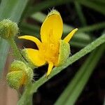 Hypoxis hirsuta Fiore