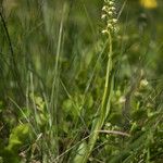 Pseudorchis albida Flor