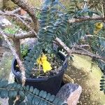 Sophora denudata Hoja