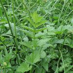 Pimpinella major Blad