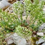 Alyssum montanum ഫലം